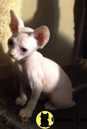 Barenakedsphynx Picture 1